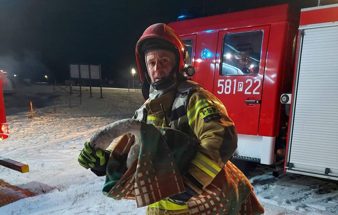 Łabędź przymarznięty do lodu