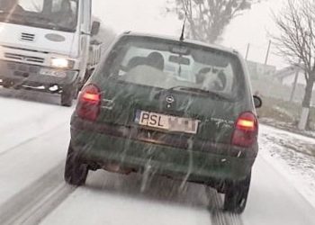 Wiózł kozę w bagażniku