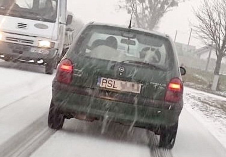 Wiózł kozę w bagażniku