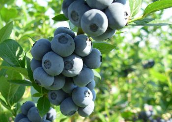 Uprawa borówki amerykańskiej w ogrodzie – wymagania, pielęgnacja