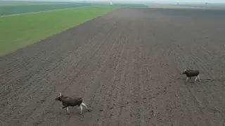 Łosie… a może renifery w Skarboszewie VIDEO