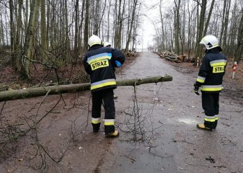Interweniowali na Gajowej, Koszuckiej i w Korwinie