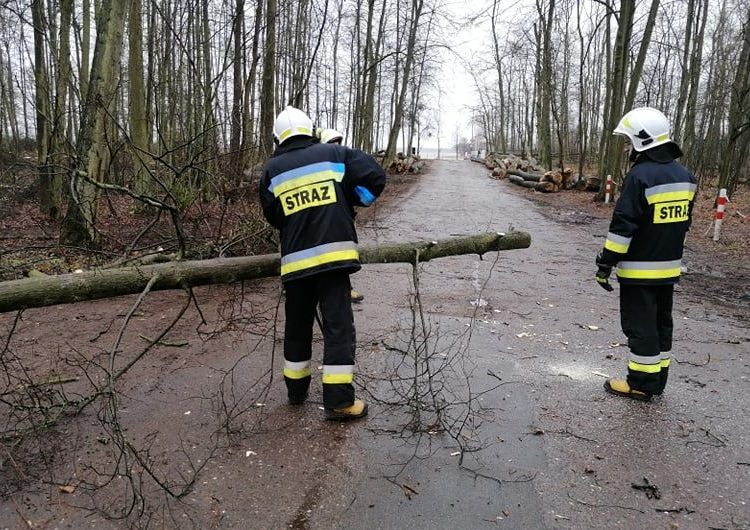 Interweniowali na Gajowej, Koszuckiej i w Korwinie
