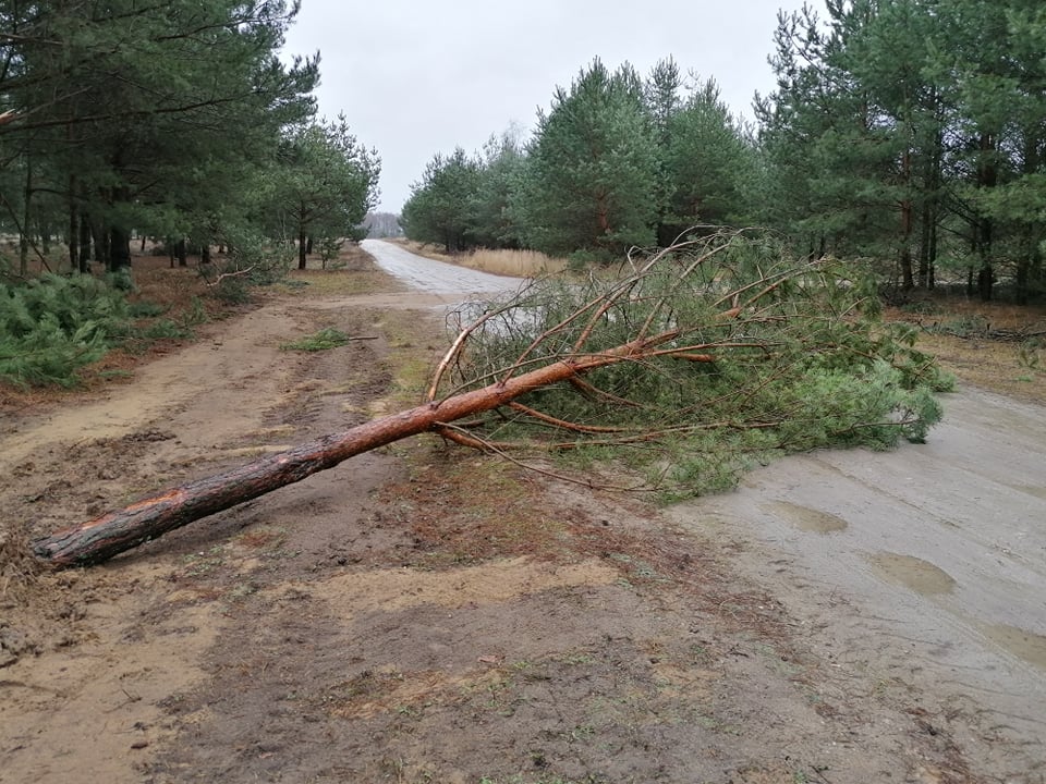 Interweniowali na Gajowej, Koszuckiej i w Korwinie