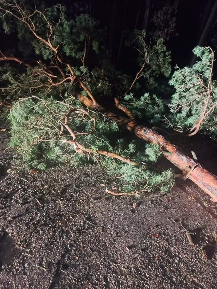 Wichura powaliła drzewa. Interweniowali strażacy