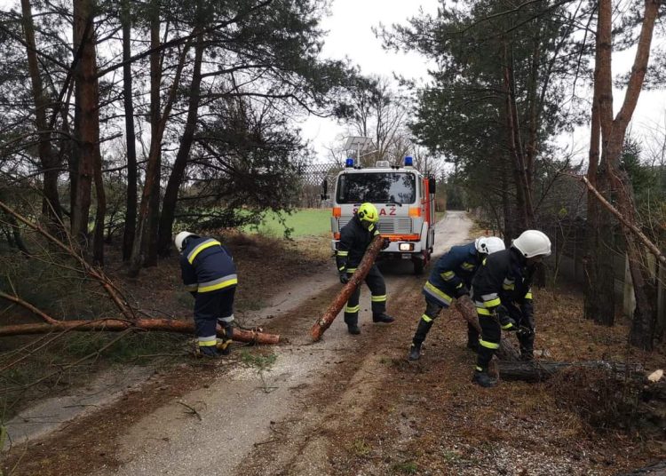 Powaliło drzewa na drogach leśnych