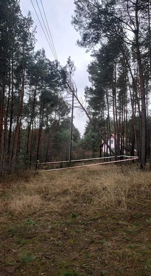 Drzewo wisiało na liniach energetycznych