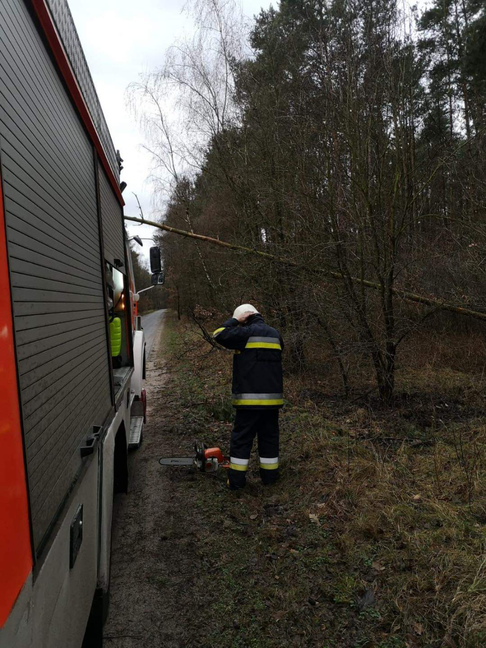 Usuwali pochylone nad jezdnią drzewa