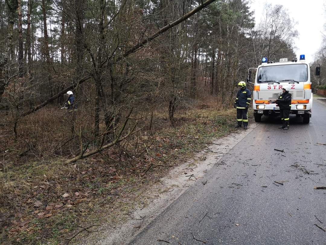 Usuwali pochylone nad jezdnią drzewa