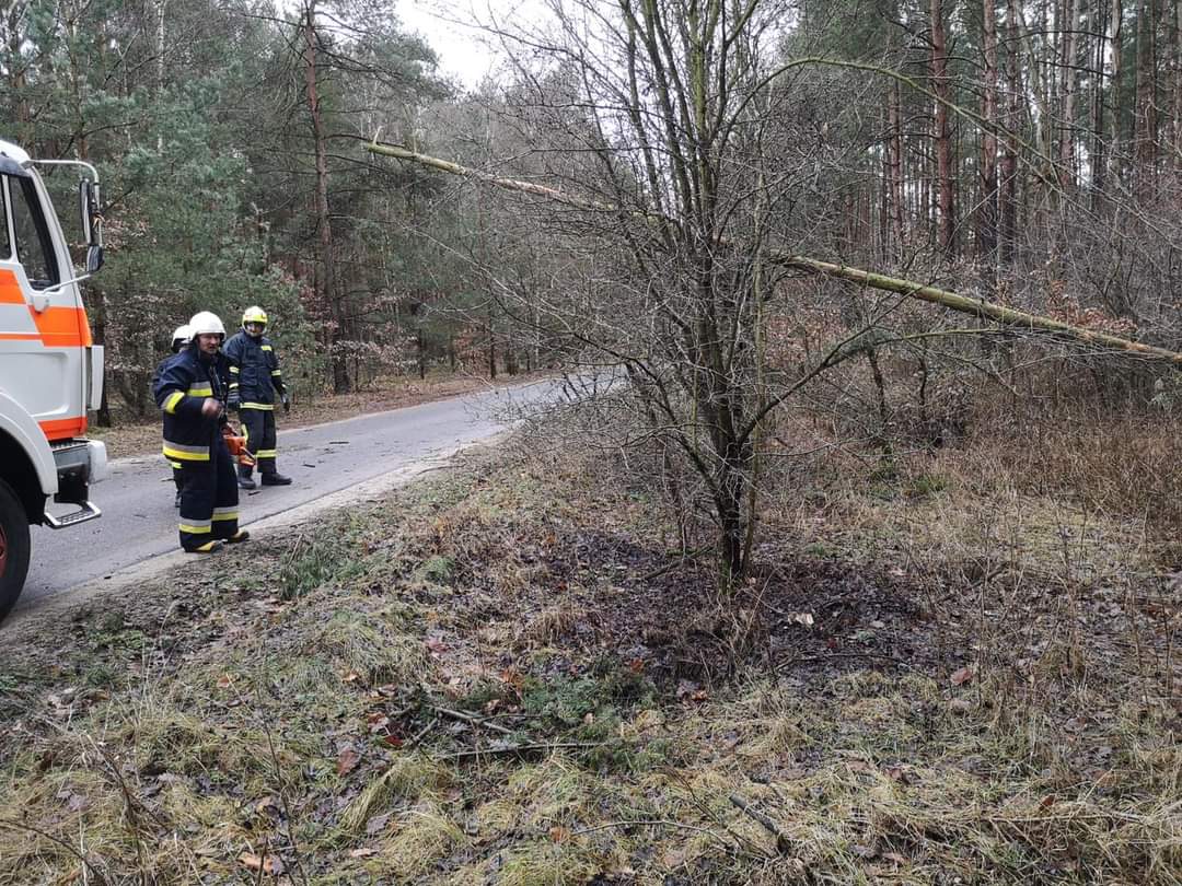 Usuwali pochylone nad jezdnią drzewa