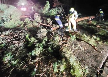 Wichura powaliła drzewa. Interweniowali strażacy