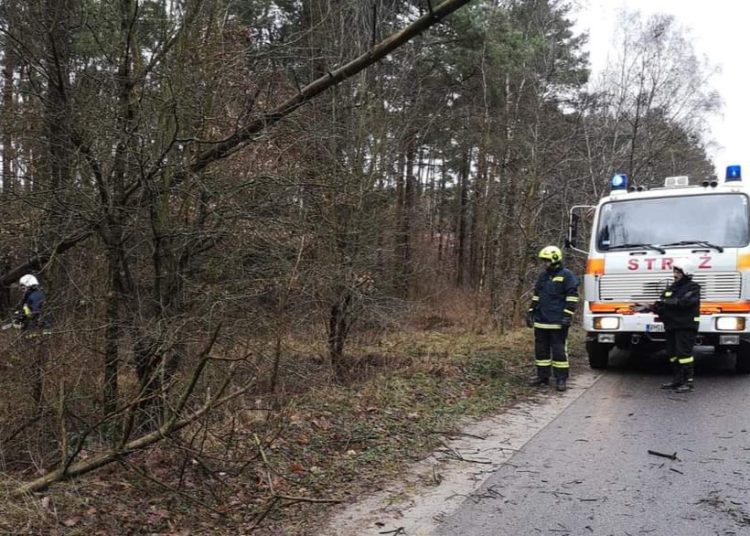 Usuwali pochylone nad jezdnią drzewa
