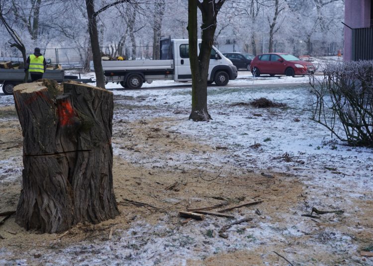 Wycięli drzewa między blokami