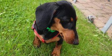 Wystraszyła się petard, do dziś nie wróciła. Szukamy Dusi