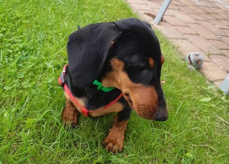 Wystraszyła się petard, do dziś nie wróciła. Szukamy Dusi