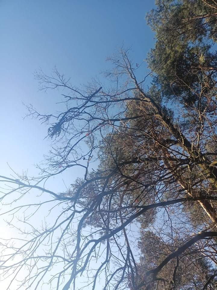 Gmina Strzałkowo: zniszczenia po wichurach GALERIA ZDJĘĆ