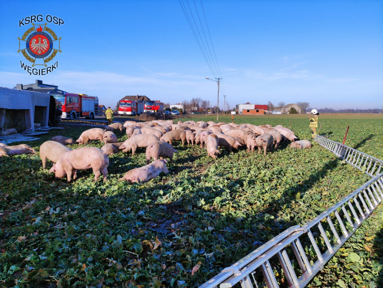 Wypadek blisko powiatu. Ciężarówka przewoziła 170 świń