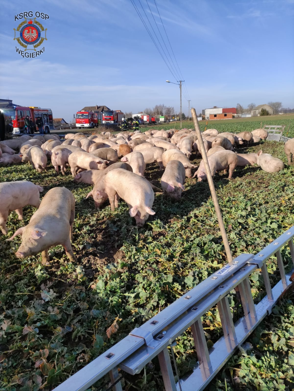 Wypadek blisko powiatu. Ciężarówka przewoziła 170 świń