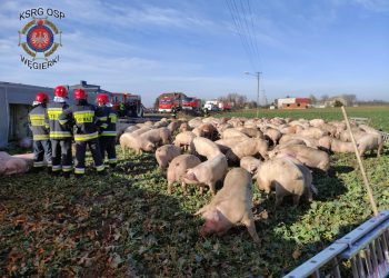 Wypadek blisko powiatu. Ciężarówka przewoziła 170 świń