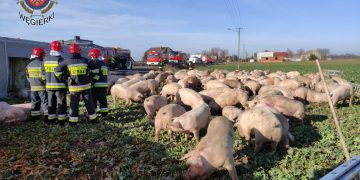 Wypadek blisko powiatu. Ciężarówka przewoziła 170 świń