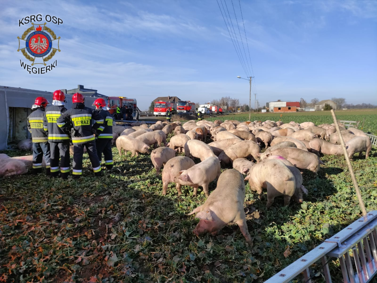 Wypadek blisko powiatu. Ciężarówka przewoziła 170 świń