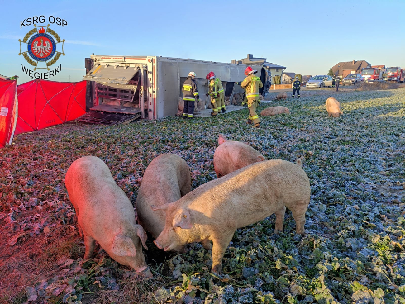 Wypadek blisko powiatu. Ciężarówka przewoziła 170 świń