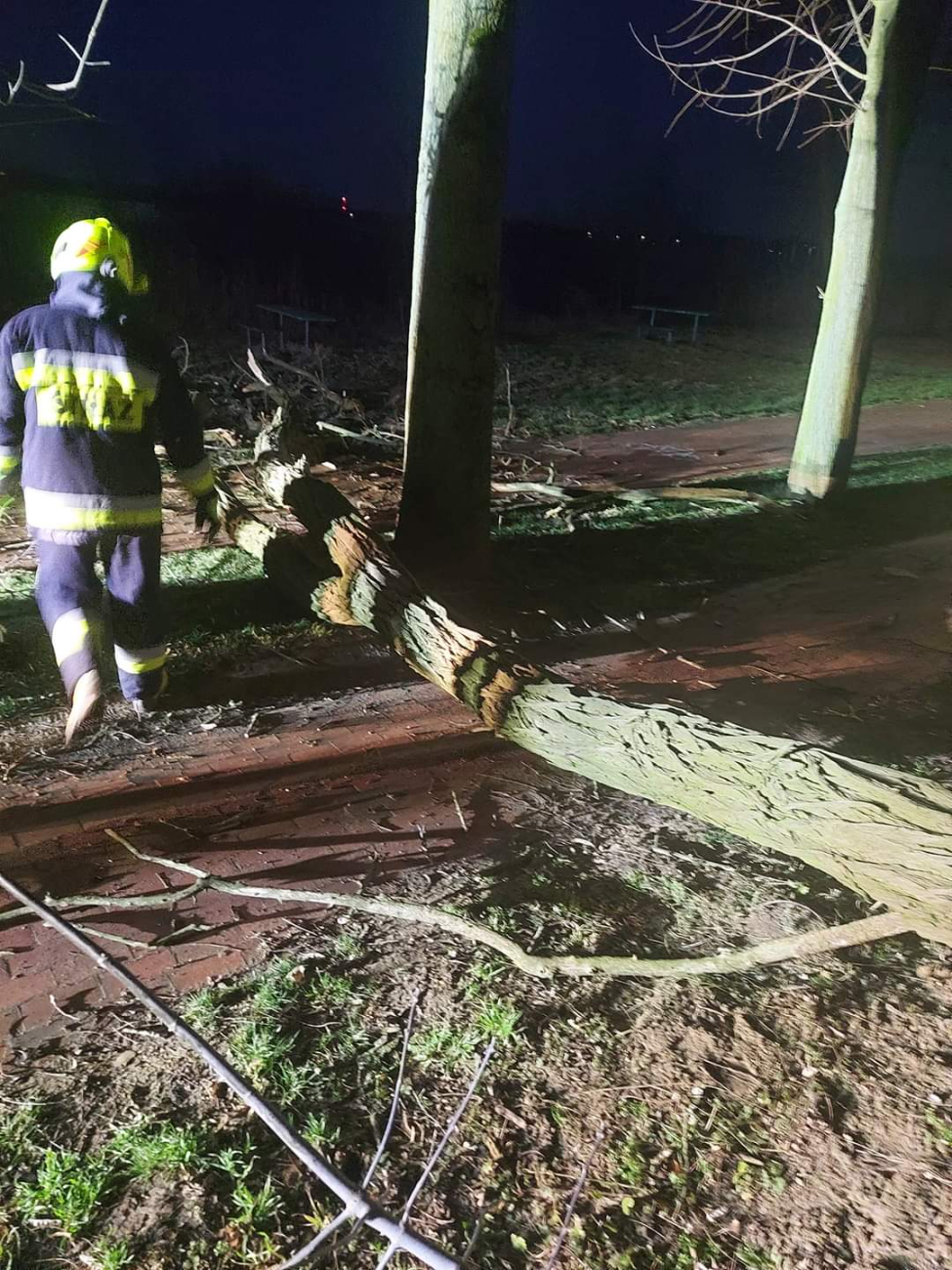 Drzewo wisiało nad promenadą