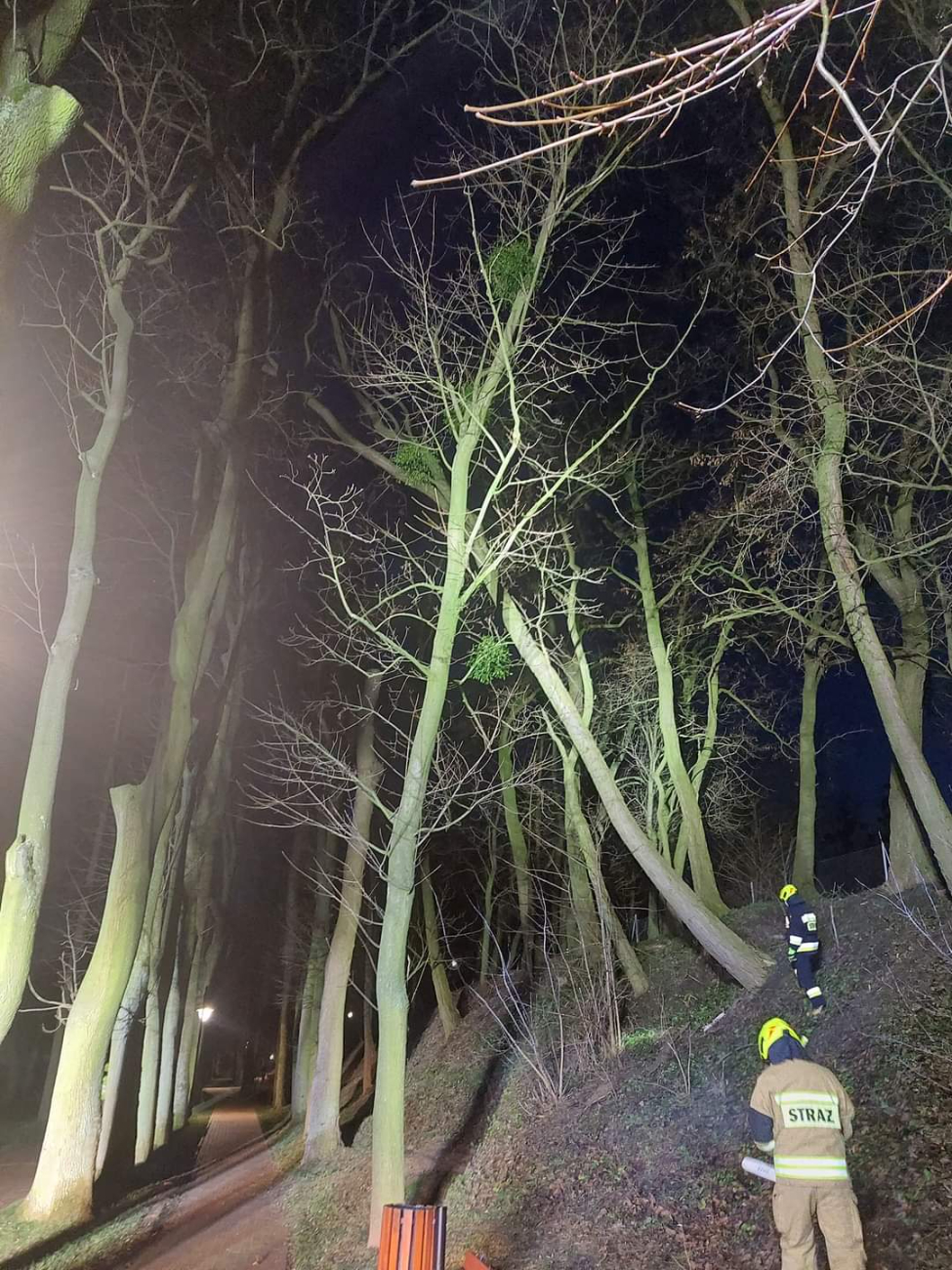 Drzewo wisiało nad promenadą