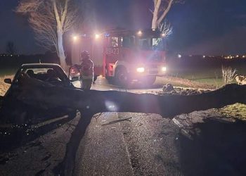 Drzewo zablokowało drogę wojewódzką