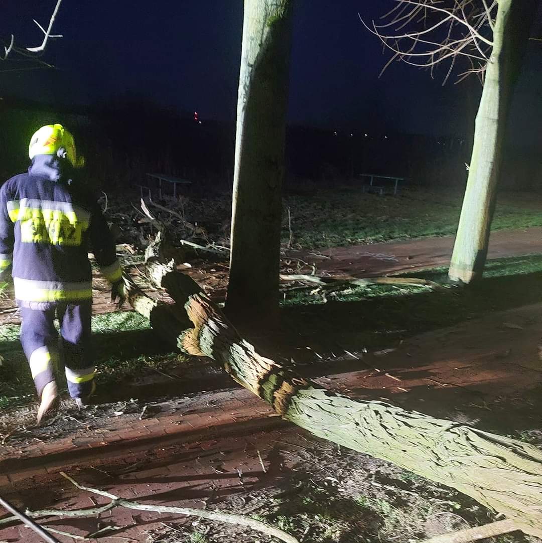 Drzewo wisiało nad promenadą