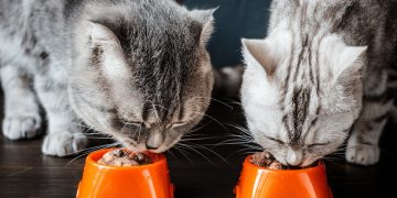 Sucha karma dla kota czy mokra? Co wybrać?