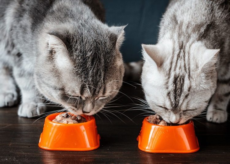 Sucha karma dla kota czy mokra? Co wybrać?