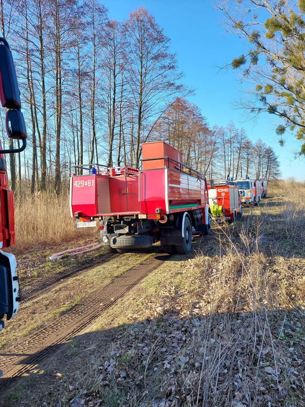 Gasili pożar trzciny
