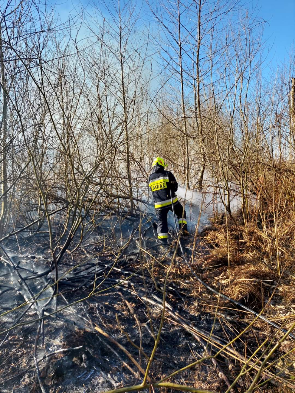 Gasili pożar trzciny