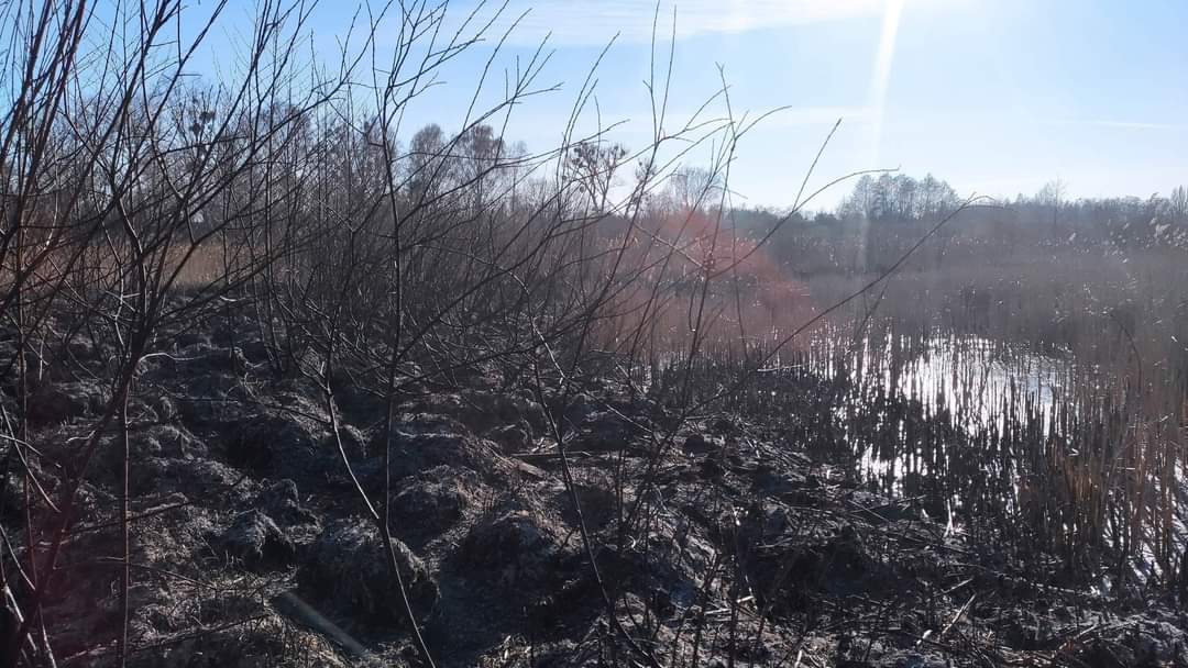 Gasili pożar trzciny