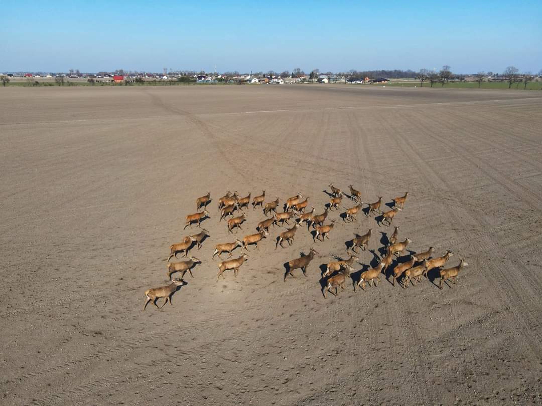 Stado jeleni w gminie Strzałkowo