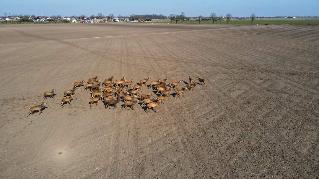 Stado jeleni w gminie Strzałkowo