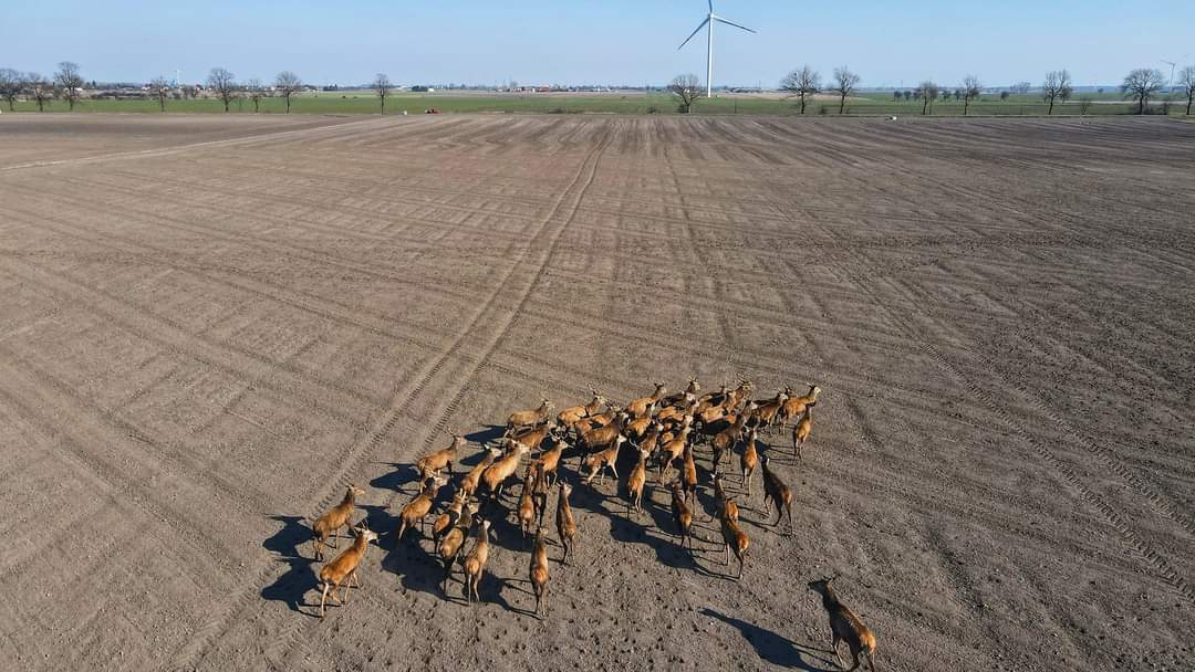 Stado jeleni w gminie Strzałkowo