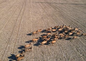 Stado jeleni w gminie Strzałkowo