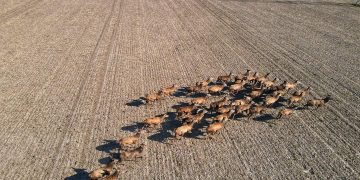 Stado jeleni w gminie Strzałkowo