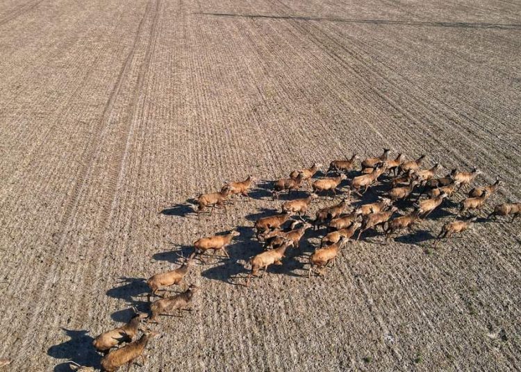 Stado jeleni w gminie Strzałkowo