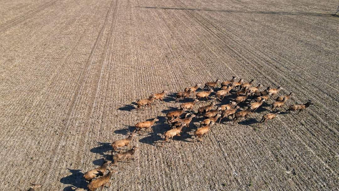 Stado jeleni w gminie Strzałkowo