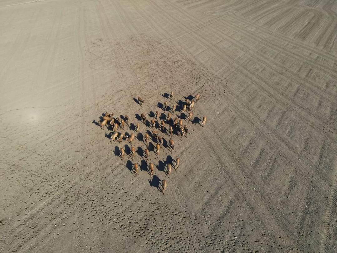 Stado jeleni w gminie Strzałkowo