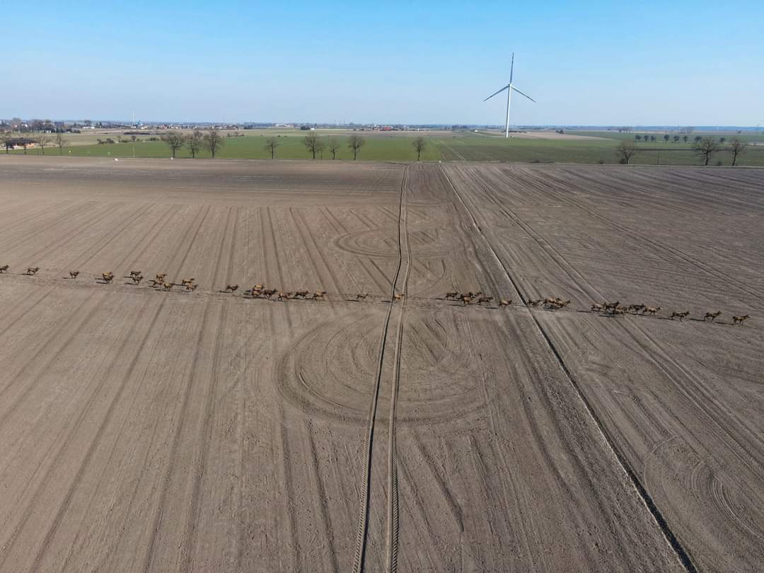 Stado jeleni w gminie Strzałkowo