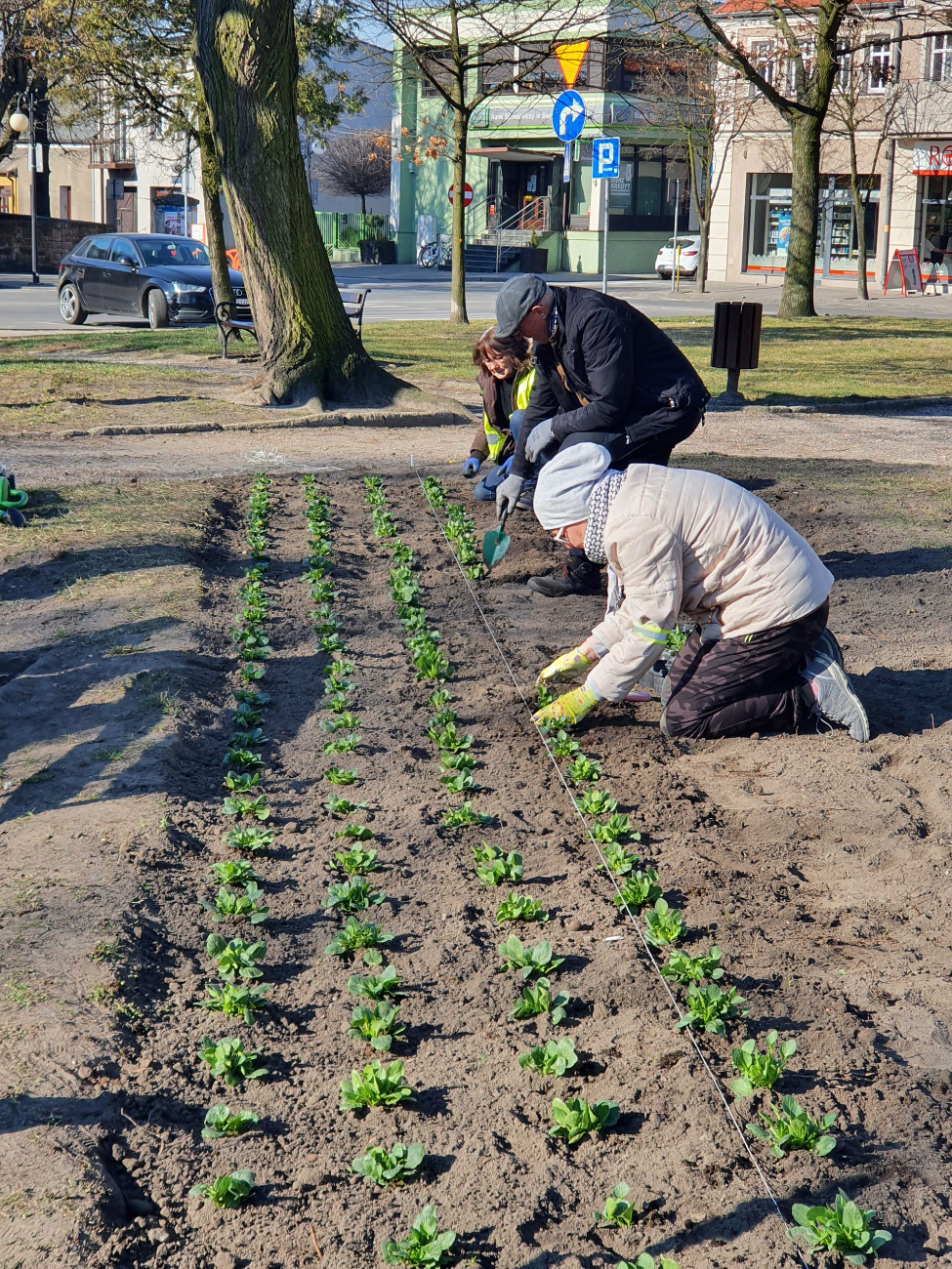 Wiosenne nasadzenia na rynku