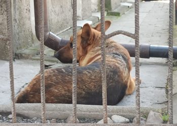 Właścicielka psa stanie przed sądem. Zarzuty są poważne