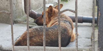 Właścicielka psa stanie przed sądem. Zarzuty są poważne
