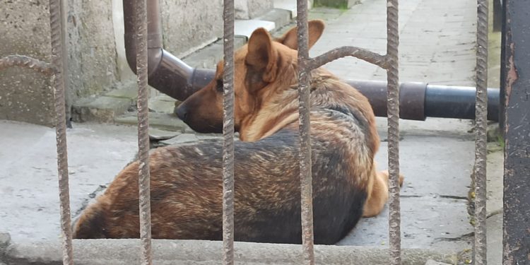 Właścicielka psa stanie przed sądem. Zarzuty są poważne