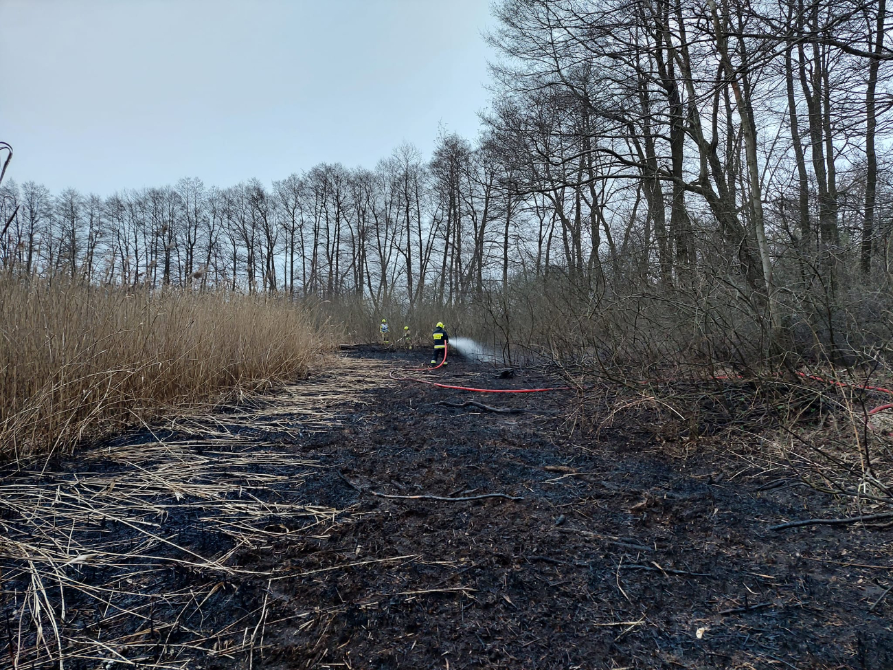 Znów gasili pożar trzciny