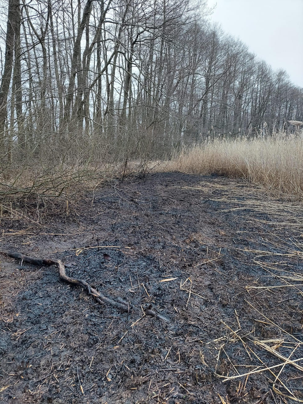Znów gasili pożar trzciny